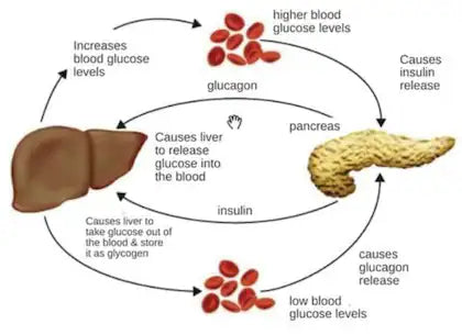 Acupressure Clip Sugar Control